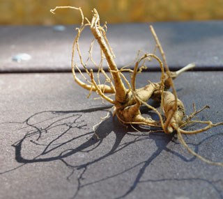 In fall, law enforcement rangers see an increase in poaching of ginseng roots.
