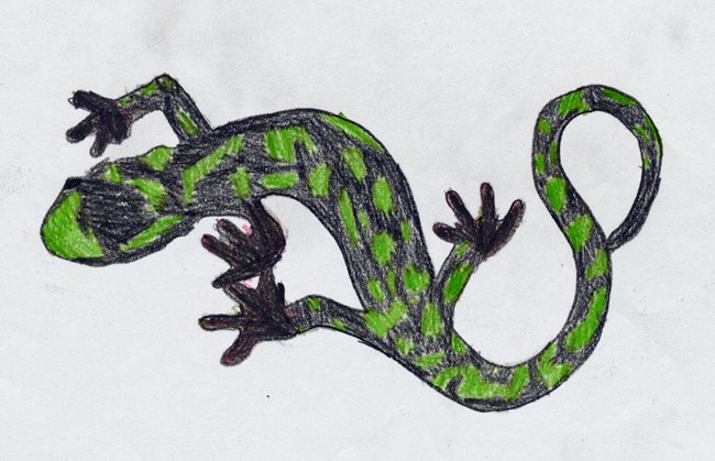 Green salamander.