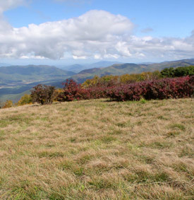 NPS-maintained habitat on Gregory Bald.