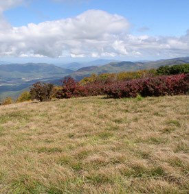 NPS - Maintained habitat on Gregory Bald