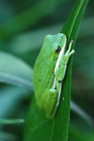 GreenTreeFrog_CadesCove_KenVoorhis_20120618 GreenTreeFrog_CadesCove_KenVoorhis_20120618