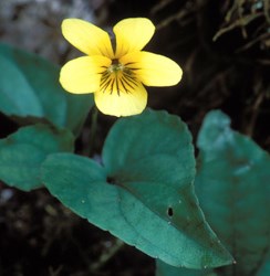 Halberd-Leaved Violet Wildflower