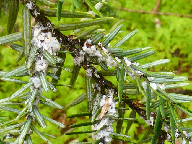 A evergreen branch whose neetles are covered in a gooey white substance.