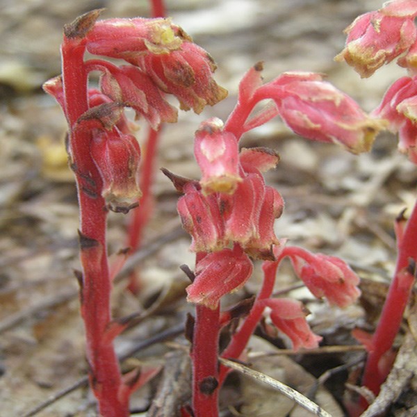 This is an image of the plant Pinesap along the Cataloochee Divide trail