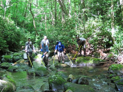 Fisheries personnel sampling a fish population in one of the many park creeks