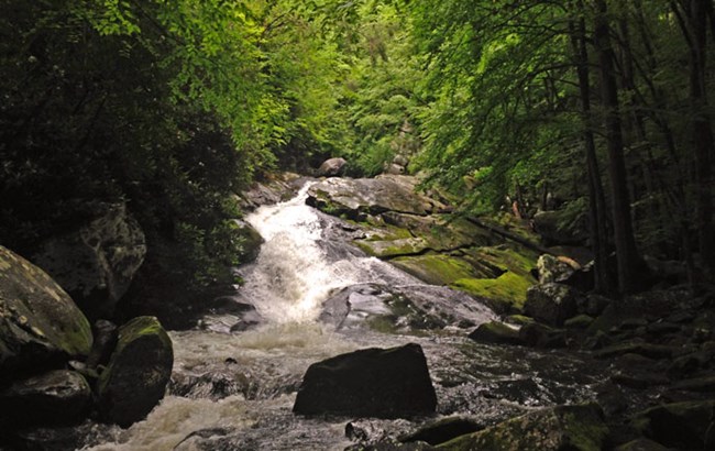 A view of the Lynn Camp Prong cascade in the forest