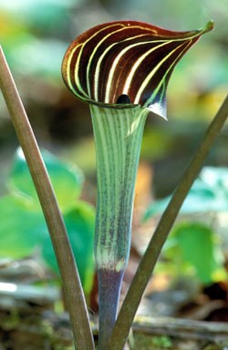 lt= Jack-in-the-Pulpit Wildflower