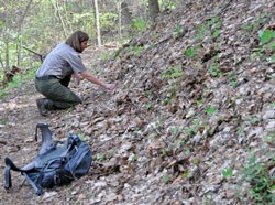 The park botanist searches for Sweet pinesap.