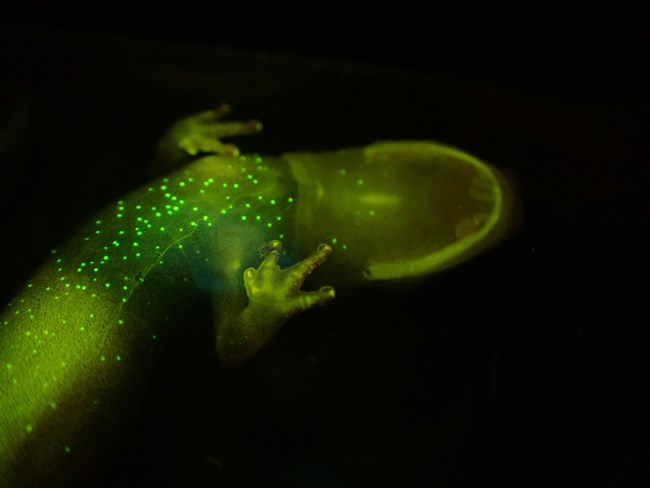 A view from the underside of a bioluminescent salamander which is lighting up bright green.
