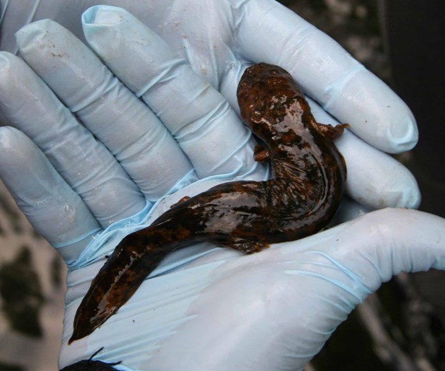 researcher holds juvenile hellbender in gloved hands