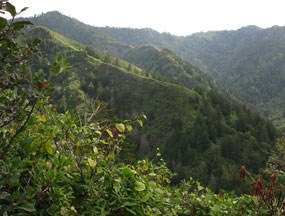 View from Mt. LeConte. View from Mt. LeConte.
