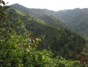 View from Mt. LeConte.