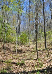 Fire dependent landscape.