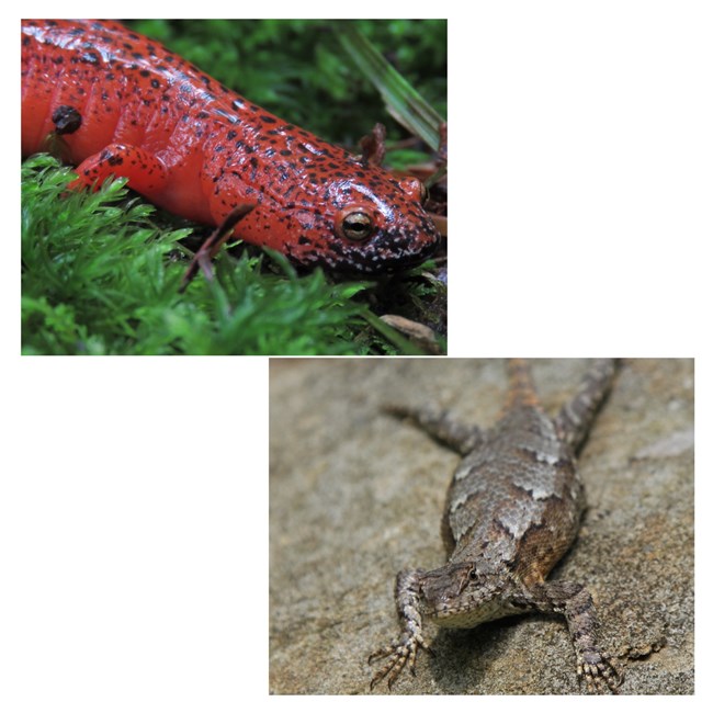 Collage of two images: first image of a black-chinned red salamander, second image of an eastern fence lizard.