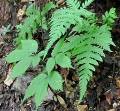 Replanted ginseng that was once poached.