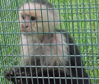 A capuchin monkey captured in the park.