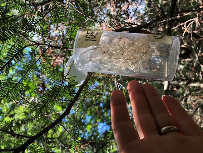 A container of small flies hung in a hemlock tree.