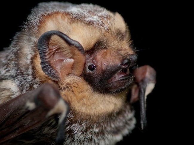 A bat's face with large ears.