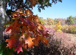Historic oak on unmaintained Parson bald. Historic oak on unmaintained Parson bald.
