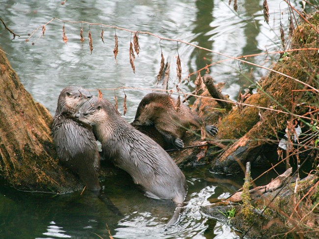 A group of otters sitting by a river.