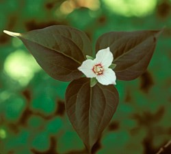lt= Painted Trillium Wildflower