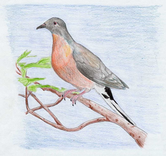 Passenger Pigeon.