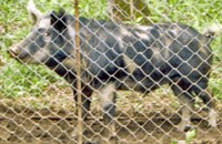 A hybrid hog with pink spots.