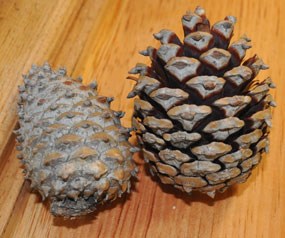 Serotinous cones require fire's heat to open. Serotinous cones require fire's heat to open.
