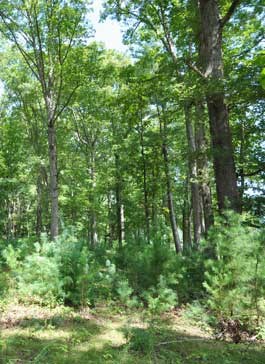 Pine growing up in understory after fire.