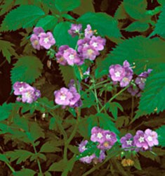 Purple Phacelia Wildflower