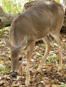 A white-tailed deer near Gregory Bald. A white-tailed deer near Gregory Bald.