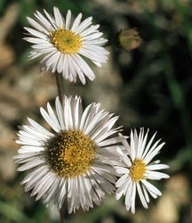 Robin's Plantain Wildflower