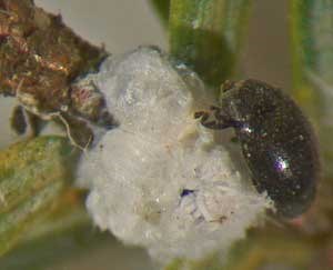 The Sasajiscymnus tsugae beetle feeds on hemlock woolly adelgid.