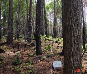 Forest two years after fire.