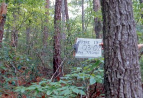 Pine forest pre-fire.