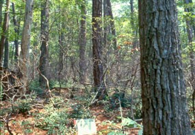 Forest one year after fire.