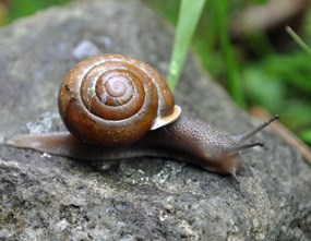Snail at Clingmans Dome.