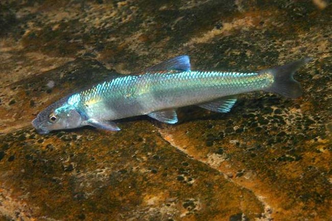 A Spotfin Chub in a stream