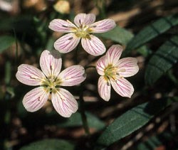 Spring Beauty Wildflower