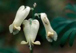 Squirrel Corn Wildflower