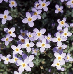 Thyme-Leaves-Bluets Wildflower