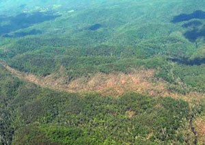 The tornado ripped a wide path through the forest.