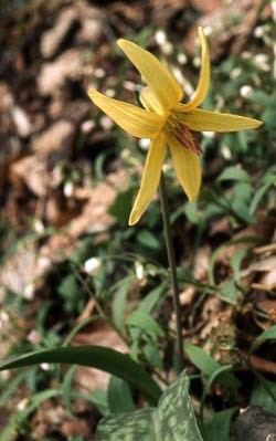 Trout Lilly Wildflower