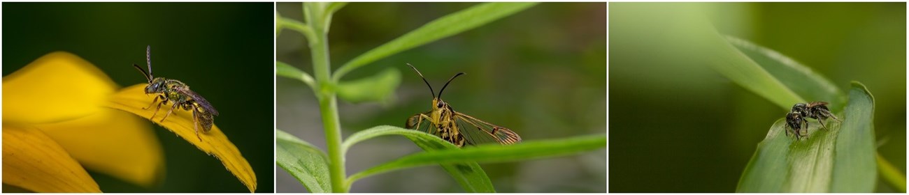 Pollinating insects on vegetation in the Great Smoky Mountains National Park
