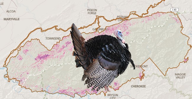 Wild turkey distribution map Wild turkey distribution map