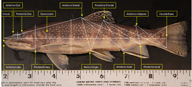 Morphological diagram of a fish