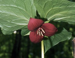 lt= Vasey's Trillium Wildflower