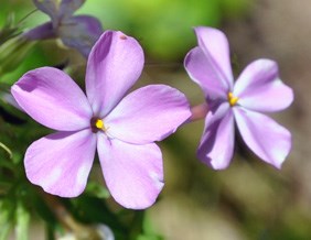 Phlox.