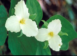 White Trillium Wildflower