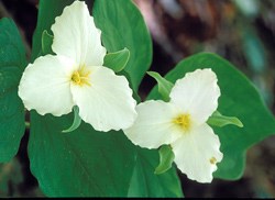 lt= White Trillium Wildflower
